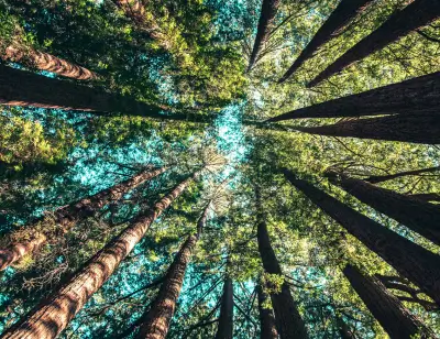 Sustainability symbol over forest